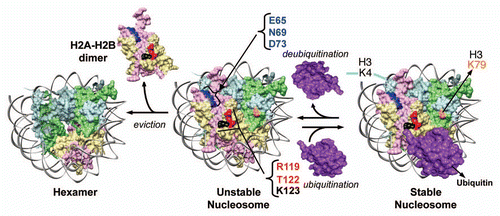Figure 2 Model for the dynamic changes in yeast nucleosome stability mediated by H2B ubiquitination and deubiquitination. The innate weak intra-nucleosomal interactions and the constant H2A–H2B eviction lead to an unstable yeast nucleosome. Conjugation of ubiquitin stabilizes the nucleosome by negating these destabilizing events. On the contrary, removal of ubiquitin by deubiquitination promotes nucleosome instability. Stable nucleosome might allow or restrict factor binding to chromatin. By preventing H2A–H2B eviction, H2Bub1 retains the binding surfaces for Set1-COMPASS in H2A and H2B on chromatin. The composite “docking-site” for Set1-COMPASS on the nucleosome is predicted to be made up of the three residues in H2A (E65, N69 and D73) and the two experimentally confirmed residues in the H2B C-terminal helix (R119 and T122). Modified from Chandrasekharan et al.Citation59