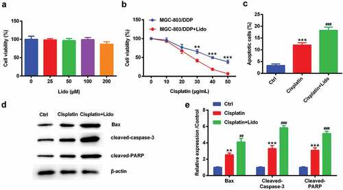 Figure 2. Lido reduced cisplatin resistance in MGC-803/DDP cells. MGC-803/DDP cells were treated by 0, 25, 50, 100, 200 µM of Lido for 24 h. (a) Cell viability was tested by CCK-8 assay. MGC-803/DDP cells was treated by cisplatin (0, 10, 20, 30, 40, 50 µg/mL) alone for 48 h or in combination with Lido (100 µM). (b) Cell viability was tested by CCK-8 assay. ** denotes p < 0.01 and *** denotes p < 0.001 vs. MGC-803/DDP + cisplatin group. MGC-803/DDP cells were treated by cisplatin (30 µg/mL) and Lido (100 µM) or only cisplatin (30 µg/mL). (c) Cell apoptotic rate was measured by apoptosis assay, (d-e) Bax, cleaved-caspase-3, and cleaved-PARP protein levels in were tested by western blot. ** denotes p < 0.01 and *** denotes p < 0.001 vs. control (Ctrl) group. ## denotes p < 0.01 and ### denotes p < 0.001 vs. cisplatin group.