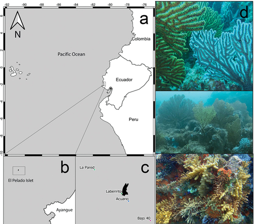 Figure 1. (a–c) Map of the sampling stations. (CENAIM-ESPOL, Bajo 40, Laberinto, Acuario, La Pared). Map credits: Divar Castro – CENAIM. (d) In situ rocky reefs of El Pelado which these species inhabit in sympatry. Exsitu Photos by D.C. Vergara and Juan A. Sánchez. Insitu Photos by Rubén Abad and Karla. B. Jaramillo.