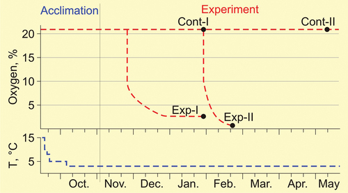Figure 1. Scheme of acclimation, stay in the control and in the main experiments of the spadefoots Pelobates vespertinus. The red line – oxygen content, the blue line – temperature. Exp-I and Exp-II - average duration of stay of the experimental groups under hypoxic conditions; the black circles - sampling of animals for biochemical analyses.