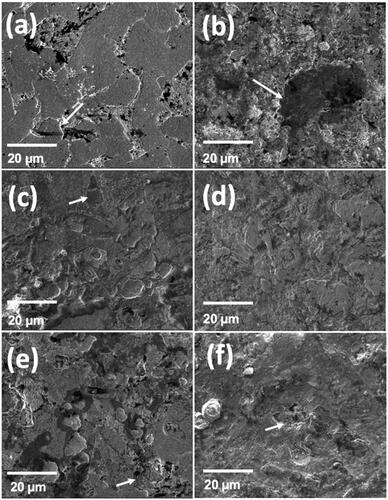 Figure 5. Scanning electron micrographs after cleaning the bacterial biofilm and corrosion products on the surfaces, depicting the smooth surface on day 3 (a), day 6 (c) and day 13 (e) and rough surfaces on day 3 (b), day 6 (d) and day 13 (f). Intergranular corrosion is indicated by the white arrows.