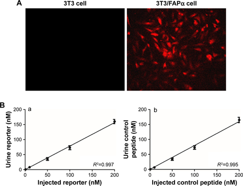 Figure S2 Identification of 3T3/FAPα cell line and renal clearance of reporter peptides.Notes: (A) Photo of 3T3 cell (left) and 3T3/FAPα cell successfully transferred fluorescence plasmid expressing FAPα and TdTomato fluorescent protein (right). (B) Renal clearance of reporter peptide and reporter peptide control. Serial dilutions of reporter peptide (a) and control peptide (b) were injected into healthy mice via tail vein. Concentration of reporter peptide or control peptide in urine was detected by ELISA. Magnification ×200.Abbreviations: ELISA, enzyme-linked immunosorbent assay; FAPα, fibroblast activation protein α.