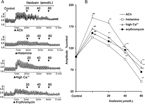 Figure 2.  Effects of daizein on the contractility of jejunal smooth muscle fragment (JSMF) in different high contractile states. Representative traces (A) and statistical analysis (B) of daidzein on the contractility of JSMF pretreated with ACh, histamine, high Ca2+ and erythromycin, respectively are illustrated. The mean contractile amplitude of JSMF in normal contractile state is chosen as 100% (control), other data are the relative value compared with the control. Data are expressed as mean ± SEM. (n = 6). ##p < 0.01 compared with control, **p < 0.01 compared with ACh, histamine, high Ca2+ and erythromycin groups before given daizein, respectively.