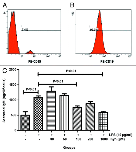 Figure 2. Effect of Kyn on LPS-induced IgM secretion in B cells. FCM was performed to determine B cell purity. (A) Before separation, (B) after separation. B cells were stimulated with the indicated combination of LPS (10 μg/mL) and selected concentrations of Kyn. Supernatants were collected after 72 h and analyzed for IgM using ELISA, as described in the experimental procedures (C). The experiment was repeated 3 times.