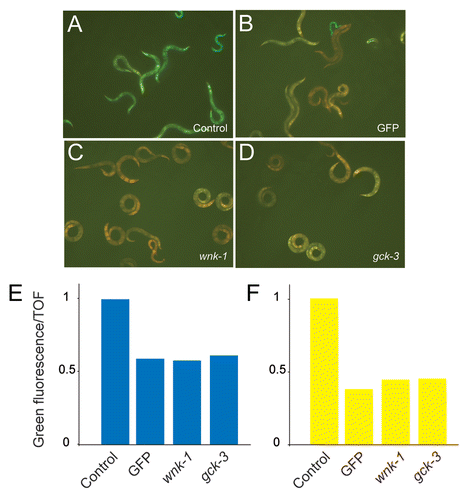 Figure 6 Abrogation of gck-3 or wnk-1 block the elevated level of pnlp-29::GFP expression seen in fasn-1(fr8). Treatment of fasn-1(fr8);frIs7 animals with RNAi for gck-3 (C) and wnk-1 (D) lead to the downregulation of pnlp-29::GFP expression similar to that seen upon worms treated with GFP RNAi (B), compared to an empty RNAi vector control (A). (E) Quantification of the effect of gck-3 and wnk-1 RNAi on pnlp-29::GFP expression in fasn-1(fr8);frIs7 animals with the COPAS Biosort. The normalized average ratio of green fluorescence to time of flight (TOF) is shown. The analysis was restricted to worms with a TOF between 200 and 400. In each sample, data is from, from left to right, 100, 60, 87 and 67 worms. For reasons given elsewhere,Citation9 in this and the subsequent graphs, error bars are not shown. Data are representative of three independent experiments. (F) Treatment of wt;frIs7 animals with RNAi for gck-3 and wnk-1 also lead to the downregulation of pnlp-29::GFP expression after 6 h of hyperosmotic stress, compared to the empty vector control. The number of worms used in each sample was, from left to right, 142, 122, 360 and 309 worms. Data are representative of two independent experiments.