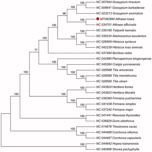 Figure 1. Maximum likelihood phylogenetic tree based on the complete chloroplast genome sequences of 25 plant species from Malvaceae and two outgroup plant species from Dipterocarpaceae.