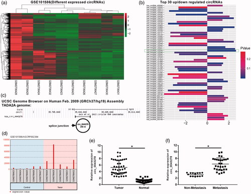 Figure 1. Circ_0043278 was identified as a NSCLC-related circRNA. (a) Hierarchical clustering analysis of circRNAs that were differentially expressed in NSCLC tissues and corresponding normal tissues in GSE101586. (b) Top 30 dysregulated circRNAs of GSE101586, the wireframe marked has_circ_102049 has the most fold change level (upregulated). (c) Chromosomal map showing the location of circ_0043278 using UCSC genome browser. (d) Expression of circ_0043287 in the control and tumor samples of GSE101586. (e and f) Expression of circ_0043287 in 44 paired normal and corresponding NSCLC samples was evaluated by qRT-PCR (*p < .05 vs. normal or non-metastasis group).