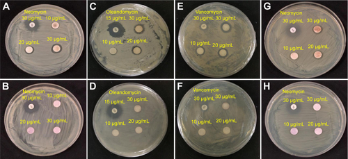 Figure S1 The disc diffusion method demonstrates the effects of various concentrations of biosynthesized nanoparticles.Notes: The effects of various concentrations (10, 20, and 30 µg⋅mL−1) of biosynthesized nanoparticles on the gram-positive Staphylococcus aureus (Sg-AgNPs [A] and Sg-AuNPs [B]) and Bacillus anthracis (Sg-AgNPs [C] and Sg-AuNPs [D]). Similarly, their antibacterial effect was tested on gram-negative Vibrio parahaemolyticus (Sg-AgNPs [E] and Sg-AuNPs [F]) and Escherichia coli (Sg-AgNPs [G] and Sg-AuNPs [H]). In the case of Sg-AgNPs, the zone of inhibition increased with an increase in the concentration of nanoparticles, whereas Sg-AuNPs did not show any antibacterial activity in the selected concentration range.Abbreviations: Sg-AgNPs, Siberian ginseng silver nanoparticles; Sg-AuNPs, Siberian ginseng gold nanoparticles.