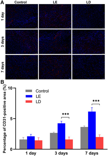 Figure 3 (A) Immunofluorescence of CD31. Nucleus (blue area) and positive expression of CD31 (red area). Scale bar = 50 μm. (B) The percentages of CD31-positive area in VX2 tumor tissue. ***P < 0.001.