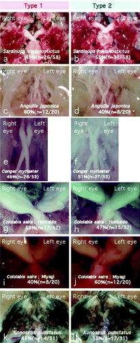 Figure 4.  These species also displayed a random occurrence of a type 1 or type 2 chiasm (see also Figure 3).