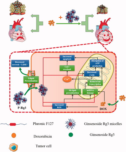 Figure 8. A schematic illustration showed that Ginsenoside Rg3 micelles mitigate doxorubicin-induced cardiotoxicity (DIC) and enhance its anticancer efficacy.