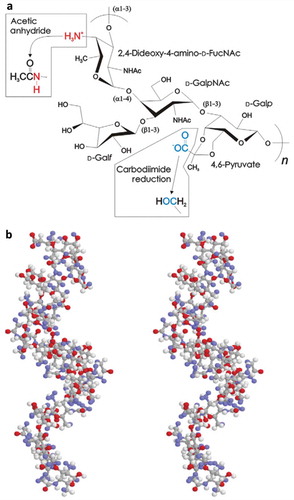 Figure 5. The molecular structure of B. fragilis PSA showing (A) one tetrasaccharide repeating unit (and the chemical modifications required to abolish the negatively-charged free amine (red) and the negatively-charged carboxylate (blue) groups); (B) NMR spectroscopy-derived average solution structure (double image for stereo view) which highlights the right-handed helical conformation (taken from Kreisman et al., Citation2007). Reproduced by permission from Oxford University Press.