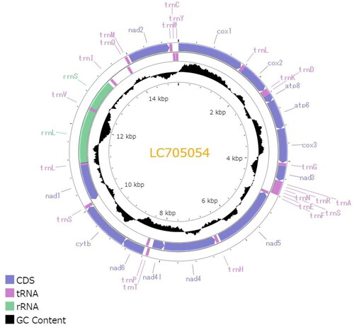Figure 2. Circular map of the mitochondrial genome of C. dubia. Genes outside the circle are encoded on the heavy strand and genes inside the circle are encoded on the light stand. The inner black bars indicate the GC content, and the Middle line represents 50%. Visualization was performed using Proksee (Grant et al. Citation2023).