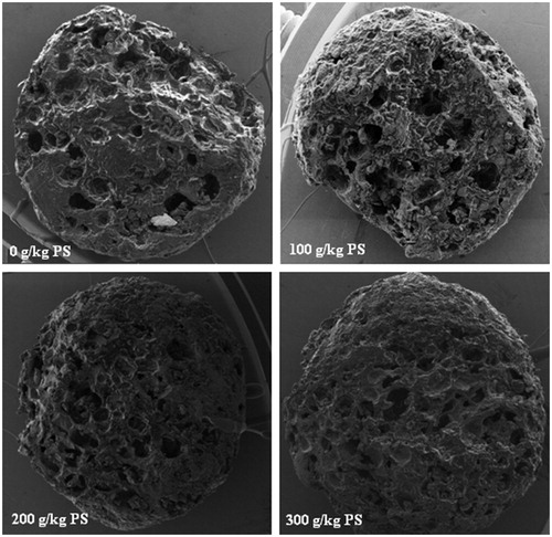 Figure 1. Scanning microscopy (40× magnification) of the longitudinal section of kibbles of diets containing increasing potato starch (PS) levels (n = 4).