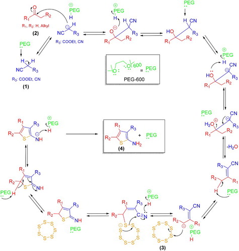 Scheme 2. Proposed mechanism for the three-component Gewald reaction in PEG 600 medium under ultrasonication.