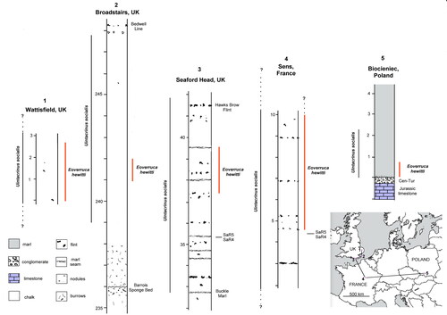 Figure 17. Distribution of Eoverruca hewitti in the upper Santonian Uintacrinus socialis zone across Europe, from Biocieniec, near Warsaw, Poland (5) through the Anglo-Paris Basin (1–4). The species occurs commonly within the lower part of the range of the zonal crinoid.