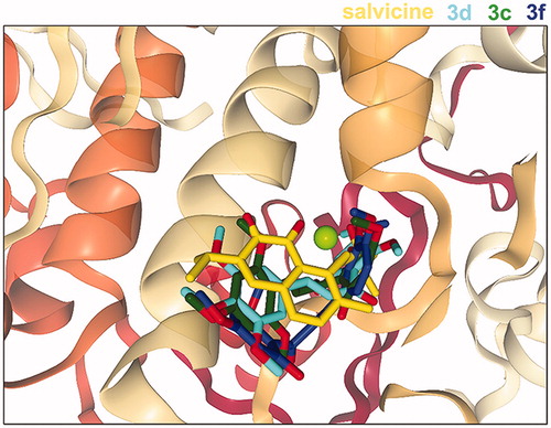 Figure 4. Superimposed structures of the three most active chalcones (3c, 3d and 3f) from the docking study with that of salvicine in the ATP-binding pocket of the hTopoIIα ATPase domain. Figure created by NGL viewer (http://nglviewer.org/ngl/).