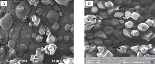 FIGURE 3 Scanning electron micrograph of A: NSPS; B: CTSPS.