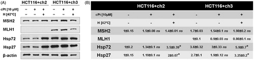 Figure 5. Immunoblot analysis of Hsp27, Hsp72 and DNA repair proteins MSH2 and MLH1 after cPt or H+cPt treatment in colon cancer cells. (A) Immunoblots using the total protein extracts from HCT116+ch2 (MMR−) and HCT116+ch3 (MMR+) cells; 20 µg of proteins were loaded and resolved by SDS-PAGE using 7.5% polyacrylamide gels. (B) Densitometric quantification of immunoblots (Mean ± SEM). Protein bands were normalized to β-actin (optical density ratio). Statistical comparisons were calculated with respect to untreated control cells. *p < 0.05.