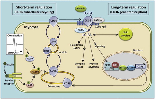 Figure 2. Schematic presentation of both the facilitatory and regulatory roles of CD36 in (long-chain) fatty acid uptake into cardiomyocytes. Middle part of figure: At sarcolemmal lipid rafts, CD36, presumably in interaction with the peripheral membrane protein FABPpm and, at the intracellular site, with cytoplasmic FABP (FABPc), facilitates the entry of fatty acids into the cell. Left part of figure: Short-term regulation (i.e. minutes) of the rate of cellular fatty acid uptake occurs by reversible intracellular recycling (by vesicular transport) of CD36 from an endosomal storage compartment to the sarcolemma, which is triggered by changes in the frequency of muscle contraction or by plasma insulin. These latter triggers are mediated by the AMPK-activated and insulin signaling cascades, respectively, which converge at AS160. Right part of figure: Long-term regulation of cellular fatty acid uptake occurs via changes in CD36 gene transcription, mediated amongst others by fatty acid-induced PPAR activation, HIF-1, and C/EBP. Reproduced with permission from Glatz JFC, Luiken JJFP. From fat to FAT (CD36/SR-B2): Understanding the regulation of cellular fatty acid uptake. Biochimie. 2017;136:21–26 [Citation20]