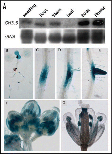 Figure 1 Expression pattern of GH3.5. (A) Northern blot analysis of GH3.5 in different tissues of Col-0. (B) GUS activity in 7-day-old seedling of the GH3.5-GUS transgenic plant. (C–E) GUS activity during lateral root development in the GH3.5-GUS plant. (F) GUS activity in buds of the GH3.5-GUS plant. (G) GUS activity in the blooming flower of the GH3.5-GUS plant.