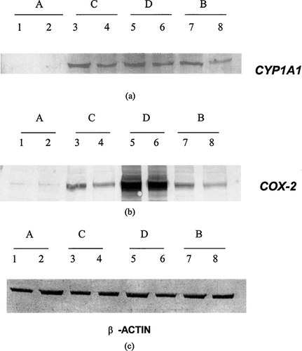 FIG. 4 Immunoblots for CYP1A1 (a), COX-2 (b), and β -actin (c) in U937 cells treated with 1 μ M indirubin-3′-monoxime under four different regimens. Regimen A, U937 cells treated with indirubin-3′-monoxime (lane 1) and carrier control (lane 2) for 24 hrs; Regimen C, effects of indirubin-3′-monoxime (lane 3) and carrier control (lane 4) on PMA-induced differentiation of U937 cells; Regimen D, effects of indirubin-3′-monoxime (lane 5) and carrier control (lane 6) on differentiated and LPS-activated cells; and Regimen B, effects of indirubin-3′-monoxime (lane 7) and carrier control (lane 8) on PMA-differentiated U937 cells.