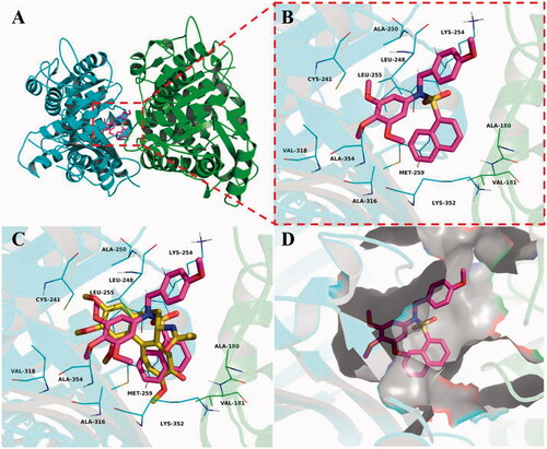 Figure 8. Compound 5c was docked to the binding pocket of the tubulin (α: green; β: cyan). (A) Overall structure of tubulin with 5c. (B) Binding pose of 5c at colchicine binding site. (C) Superimposed pose of 5c (rose red) and colchicine (yellow-orange) in the binding site. (D) Binding pose of 5c in the surface of colchicine binding pocket.