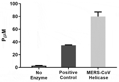 Figure 1. MERS-CoV helicase ATPase activity measured by detecting the change in absorbance of the released inorganic phosphate in the presence of no enzyme (□), 20 nM positive control E. coli helicase (Display full size), or 20 nM MERS-CoV helicase (Display full size). Error bars represent standard deviation of triplicate samples