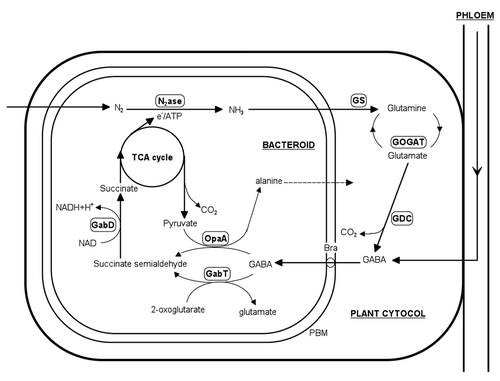 Figure 1 Simplified representations of the proposed metabolic routes of γ-aminobutyric acid (GABA) metabolism and the key enzymes involved in symbiotic nodules. Enzymes involved include: GabD, succinate semialdehyde dehydrogenase; GabT, GABA oxoglutarate aminotransferase; GDC, glutamate decarboxylase; GOGAT, glutamate oxoglutarate amidotransferase; GS, glutamine synthetase; N2ase, nitrogenase; OpaA, omega amino acid pyruvate aminotransferase. Adapted from Prell et al.Citation33