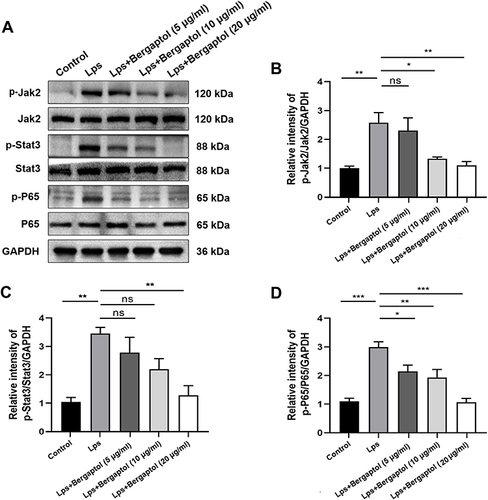 Figure 8 Effects of Bergaptol on LPS-induced JAK2/STAT3/p65 pathway activation in BV-2 cells. (A) Representative Western blotting bands for p-JAK2/JAK2, p-STAT3/STAT3, p-p65/p65 and GAPDH of BV-2 cells. (B–D) Quantitative analysis of Western blotting bands and the protein expression level was standardized as GAPDH. The results are expressed as mean ± SEM (n=3). *P < 0.05, **P < 0.01 and ***P < 0.001 as compared with the LPS group.