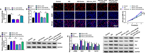 Figure 4 MiR-452-5p reversed the effect of circ_Arf3 up-regulation. (A) The expression of miR-452-5p was examined using qRT-PCR assay in MCs transfected with circ_Arf3 overexpression plasmid, control vector, circ_Arf3 overexpression plasmid+miR-NC mimic or circ_Arf3 overexpression plasmid+miR-452-5p mimic. (B–E) MCs were transfected with or without circ_Arf3 overexpression plasmid, control vector, circ_Arf3 overexpression plasmid+miR-NC mimic or circ_Arf3 overexpression plasmid+miR-452-5p mimic and then treated with HG or normal control. (B) EDU proliferation assay was performed to determine cell proliferation. (C) CCK-8 was used to detect cell viability. (D) The expression level of PCNA was determined by Western blot. (E) The expressions of DN fibrosis-related proteins α-SMA, Col I, FN and Col IV were detected by Western blot. *P<0.05.