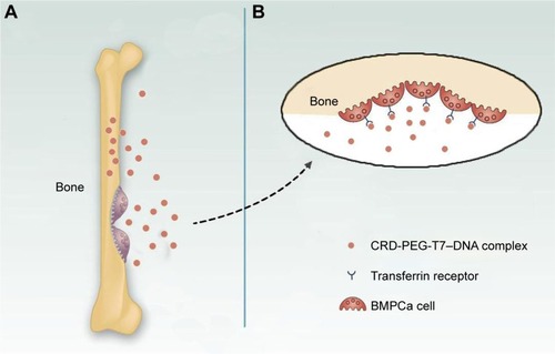 Figure 1 Illustration of the targeting mechanism of the CRD-PEG-T7–DNA complex to BMPCa cells in the bone tissue.Notes: (A) The targeting effect of the peptide sequence of aspartic acid. (B) The targeting effect of peptide T7.Abbreviations: BMPCa, bone metastatic prostate cancer; CRD-PEG-T7, disulfide bonds cross-linked arginine-aspartic acid peptide modified with peptide T7.