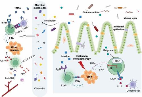 Figure 2. Gut microbial metabolites in cancer treatment. Microbial metabolites have varied effects on cancer treatments including chemotherapy and immunotherapy. Butyrate and inosine can improve treatment efficacy against CRC by boosting the antitumor immune responses by dendritic cells and effector T cells, respectively. Meanwhile, some metabolites such as TMAO and EPS can enter the circulation and reach tumor tissues that are outside from the gut, eventually influencing treatment efficacy against these cancers. EPS, exopolysaccharides; ID2, inhibitor of DNA binding 2; IFNr, interferon production regulator.