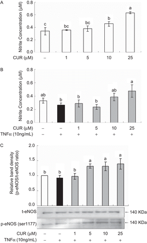 Figure 4.  Effect of curcumin on nitric oxide (NO) production and endothelial nitric oxide synthase (eNOS) activation in HUVECs. (A) HUVECs were treated with different concentrations of curcumin for 12 h. (B) HUVECs were pretreated with different concentration of curcumin for 1 h before being incubated with 10 ng/mL TNFα for 12 h. The culture supernatants were subsequently isolated and analysed for nitrite levels. (C) HUVECs were pretreated with different concentrations of curcumin for 1 h before being incubated with 10 ng/mL TNFα for 12 h and subjected to western blotting using an antibody specific for eNOS and phospho-eNOS (Ser1177). The calculated data was compared with the densitometry quantification of bands from the vehicle. Values are mean ± SD (n=3). *a-cBars with different letters are significantly different at p <0.05 by Tukey’s test.