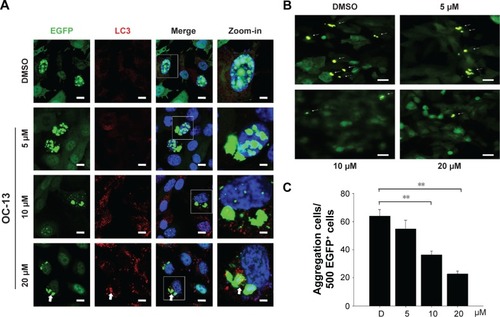 Figure 3 Nucleus exclusion and autophagic amelioration of Q79-EGFP aggregates.