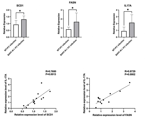 Figure 8 mRNA expression levels of enzymes associated with fatty acid metabolism in the lungs in the Pneumocystis-infected WT mice and Pneumocystis-infected BAFF-R–/– mice, and the correlation analysis of the mRNA expression levels of IL17A and SCD1 or FASN (*P < 0.05).