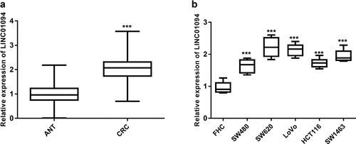 Figure 1. LINC01094 level was upregulated in colorectal cancer tissues and cells. (a). Box plots of the LINC01094 expression levels in adjacent normal tissue (ANT) and colorectal cancer tissues (CRC) by RT-qPCR. (b). Boxplots of the LINC01094 expression levels in colon normal epithelial cell FHC and colorectal cancer cells, SW480, SW620, LoVo, HCT116, and SW1463 by RT-qPCR. ***P < 0.001.