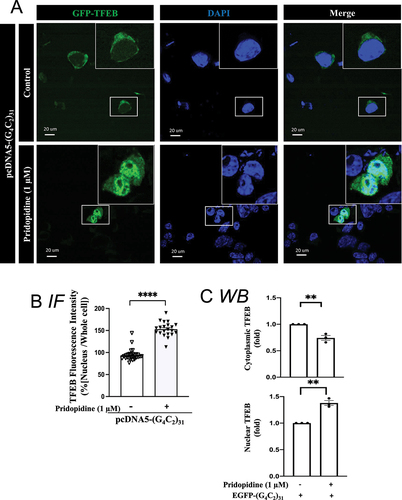 Figure 12. Pridopidine treatment rescued nuclear TFEB level in (G4C2)31-RNA repeats-treated NSC34 cells. (A) Nuclear GFP-TFEB level was increased by pridopidine in (G4C2)31-RNA repeated-NSC34 cells. Confocal images demonstrate the GFP-TFEB colocalization with DAPI in NSC34 cells. (B) The quantification data from (A) showed an increased intensity of GFP-TFEB in the nucleus. Intensity analysis was performed by using NIH ImageJ. (version 1.51b). Note: Data shown are percentages of “Average nuclear fluorescence intensity/Average whole cell fluorescence intensity” for each group. Control groups, N = 28; pridopidine treatment groups, N = 21; two-tailed unpaired Student<apos;>s t test, p = 0.0012, ****p < 0.0001. (C) Analyses of Figure 11D shows that pridopidine treatment increased the nuclear TFEB protein expression and decreased the cytoplasmic TFEB caused by the GFP-(G4C2)31. Quantitative data are means ± SEM; N = 3; two-tailed unpaired Student<apos;>s t test, p = 0.0050 (cytoplasmic TFEB), p = 0.0011 (nuclear TFEB), ** p < 0.01.