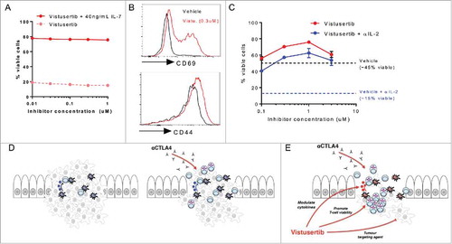 Figure 6. Vistusertib selectively enhances the activation phenotype of effector T-cells to synergize with immune checkpoint blockade. (A) Purified naïve CD8+ T-cells were rested for 3d with vistusertib in the presence (red) or absence (dotted salmon) of the naïve T-cell prosurvival cytokine IL-7. The line graph shows the frequency of viable cells. (B) Histograms show expression of CD69 and CD44 on T-cells stimulated in the presence of vehicle or vistusertib (0.3 μM). (C) Purified CD8+ T-cells were stimulated in the presence of vistusertib or vehicle +/- 10 μg/mL αIL-2 neutralizing antibody. Data represent ≥2 experiments. (D-E) Model depicting mechanistic benefit between αCTLA-4 immune checkpoint blockade and vistusertib. (D) αCTLA-4 monotherapy can promote activation and accumulation of effector T-cells to the suppressive tumour microenvironment. (E) Vistusertib enhances the effects of immune checkpoint blockade favourably modulating Th1-promoting cytokine expression and directly promoting effector T-cell viability. In addition, vistusertib acts as a tumour-targeting agent, which may further synergize with immunotherapies by reducing overall tumour burden.