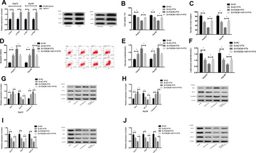 Figure 5 Effects of activating PI3K/Akt signaling pathway on HCC cells after FOXO6 knockdown. (A) Expressions of p-Akt and p-PI3K proteins in HCC cells after activation of the PI3K/Akt signaling pathway. (B) Comparison of cell viability. (C) Comparison of cell invasiveness. (D) Comparison of apoptosis rates. (E) Comparison of glucose contents in the culture medium. (F) Comparison of lactic acid content in the culture medium. (G) Expression of apoptosis-related proteins in HepG2 cells. (H) Expression of apoptosis-related proteins in Hep3B cells. (I) Expression of glycolysis-related proteins in HepG2 cells. (J) Expression of glycolysis-related proteins in Hep3B cells. *Indicates P<0.05.