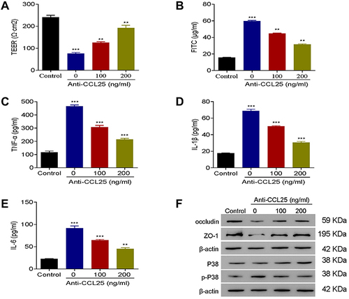 Figure 4 Anti-CCL25 reduced inflammatory cytokine expressions and endothelial permeability in LPS-treated HPMECs. 0, 100 and 200 ng/mL Anti-CCL25 were added to 100 ng/mL LPS-induced HPMECs, respectively. (A) TEER assay. (B) FITC fluorescence intensity assay. (C) ELISA detect to the expression of TNF-α. (D) ELISA to detect the expression of IL-1β. (E) ELISA to detect the expression of IL-6. (F) Western blotting to detect the protein expression of P38, p-P38, occludin and ZO-1. P<0.05 indicated significant difference, ***P<0.001, compared with control group; **P<0.01, ***P<0.001, compared with LPS+ 0 ng/mL Anti-CCL25 group. The experiments were repeated three times.