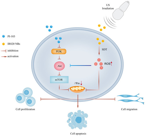 Figure 8 Overview of combination treatment of sonodynamic therapy and PI-103 in HCC cells.
