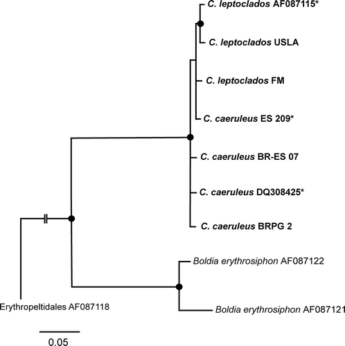 Figs 2. Maximum likelihood (ML) analysis tree (-Ln 11094.402668) showing the relationships within the Compsopogonales (with representatives of Compsopogon and Boldia) based on rbcL gene data, with the Erythropeltidales as the outgroup. Nodes with filled circles had statistical support ≥ 0.90 Bayesian posterior probability and 90 ML bootstrap values. Branches without values had statistical support < 0.70 posterior probability and 70 ML bootstrap. Haplotypes marked with * represent more than one sequence. Haplotypes AQUA and US-HI7 correspond to AF087115 and DQ308425, respectively: see Tables 1 and 2 for information on haplotypes.