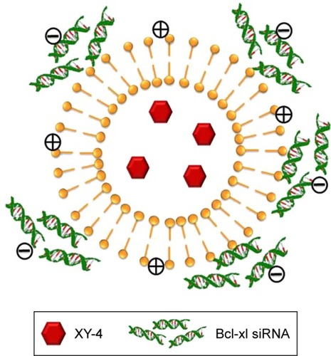 Figure 2 Scheme of XY-4/Bcl-xl siRNA co-loaded cationic liposome.