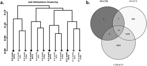 Figure 2. (a) Cluster dendogram showing hierarchical clustering based on global methylation for side-population trophoblasts (SP), cytotrophoblasts (CTB) and extravillous trophoblasts (EVT) from the four placentae used in this work (denoted by numbers 1–4). (b) Venn diagram of differentially methylated CpG sites between SP and CTB, SP and EVT or CTB and EVT.