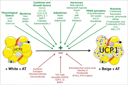 Figure 1. Schematic representation of extracellular effectors able to modulate white adipose tissue browning. Stimulatory and inhibitory effects on the browning process, schematized by increased uncoupling protein 1 (UCP1) expression in adipose tissue (AT) are represented respectively in green and red arrows. Yellow cells depict “white” adipocytes and gray cells illustrate beige adipocytes with increased mitochondria content. Blood vessels and other cells present in AT (preadipocytes, fibroblasts, macrophages, lymphocytes) are also shown. BAIBA, β -aminoisobutyric acid; FGF21, fibroblast growth factor 21; IL, interleukin; GDF, growth and differentiation factor; BMP, bone morphogenic protein; T3, trioodothyronine; ANP, atrial natriuretic peptide; GLP1, glucagon-like peptide 1; KLF, kruppel-like factor; PG, prostaglandin; CLA, conjugated trans-10, cis-12 fatty acid; ARG, arginine; CIT, citrulline; TGF, transforming growth factor