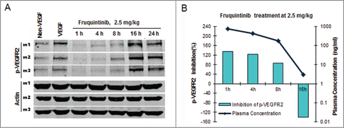 Figure 4. Fruquintinib inhibited p-KDR in lung tissues of mice. (A) Fruquintinib inhibited VEGF-A induced p-KDR in lung tissues. Each group was composed of 3 mice (m1, m2, m3). Animals were treated as described in Method section. (B) Fruquintinib concentration in plasma (purple line) in relation to its inhibition on p-KDR phosphorylation (green bar).