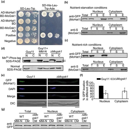 Figure 10. Phosphorylation of MoHat1 by MoGsk1 is important for its nuclear localization. (a) Yeast two-hybrid analysis for the interaction of MoHat1 and MoGsk1. Plasmids pGBKT7-Lam and pGADT7-T were used as a negative control. (b and c) Co-IP analysis for the interaction of MoHat1-MoGsk1. Nucleus and cytoplasm proteins were extracted separately using the Nuclear and Cytoplasmic Protein Extraction Kit under nutrient-rich and starvation conditions and incubated with anti-GFP or anti-S agarose and then eluted for western blot detecting using anti-S or anti-GFP antibodies. (d) Nucleus and cytoplasm proteins were extracted separately and the phosphorylation level of MoHat1 in the ∆Mogsk1 mutant was analyzed by Mn2+-Phos-tag SDS-PAGE and normal SDS-PAGE, respectively. (e) Localization of MoHat1 in the ∆Mogsk1 mutant was observed by confocal fluorescence microscope (Zeiss LSM710, 63x oil). Scale bars: 5 μm. (f) Quantification of GFP fluorescence localized in the nucleus and the cytoplasm in wild-type Guy11 and the ∆Mogsk1 mutant. Asterisks represent significant differences (Duncan’s new multiple range test, p < 0.01). (g) Western blot analysis of MoHat1 in Guy11 (WT) and ∆Mogsk1 mutant strains. Total, nuclear and cytoplasmic proteins were extracted separately and detected with the GFP antibody. ‘CM’ indicates the nutrient-rich conditions and ‘MM-N’ indicates nutrient starvation conditions.