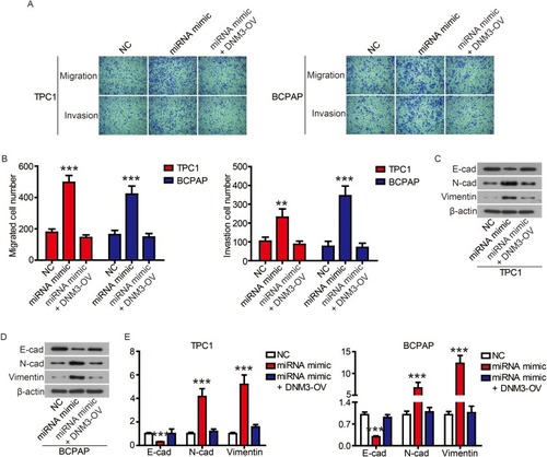 Figure 9 The promotion of miR-376c-3p on on cell migration and invasion was attenuated by DNM3.Notes: The migration and invasion of TPC1 and BCPAP cells were determined (A) and quantified (B) by transwell assay. (C-E) The expression of EMT-related proteins was detected by Western blot. **P<0.01, ***P<0.001.