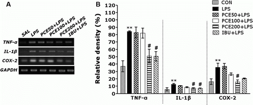 Figure 6.  Effects of PCE on the expression of tumor necrosis factor-α (TNF-α), interleukin-1β (IL-1β), and cyclooxygenase-2 (COX-2) mRNAs in rats with LPS-induced hippocampal impairment. PCR bands on agarose gel and their relative intensities are indicated in (a) and (b), respectively. The expression levels of TNF-α, IL-1β, and COX-2 mRNAs were normalized to that of glyceraldehyde 3-phosphate dehydrogenase (GAPDH) mRNA as an internal control. ** p<0.01 vs. CON group; # p<0.05 vs. LPS group.